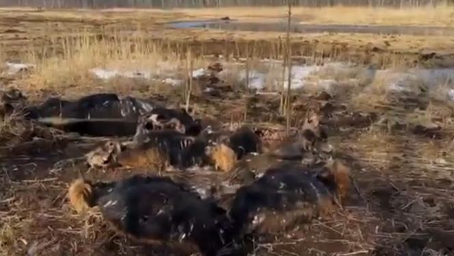 Attēls rakstam: Ministrs pieprasa skaidrojumu par iespējamu nolaidību Dunduru pļavās