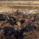 Attēls rakstam: Ministrs pieprasa skaidrojumu par iespējamu nolaidību Dunduru pļavās