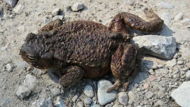 Attēls rakstam: Misija – krupis. Kampaņā izglābti trīsarpus tūkstoši abinieku, tostarp Siguldā, Olainē un Jūrmalā