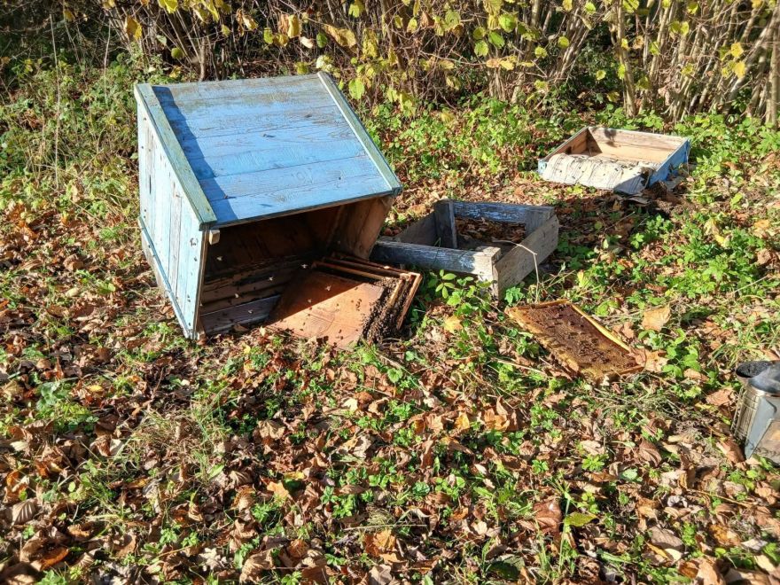 Mores pagastā viesojies īsts Vinnijs Pūks – bišu strops piedzīvojis pamatīgu postažu