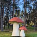 Attēls rakstam: Muceniekos "izaugusi" gigantiska sēne