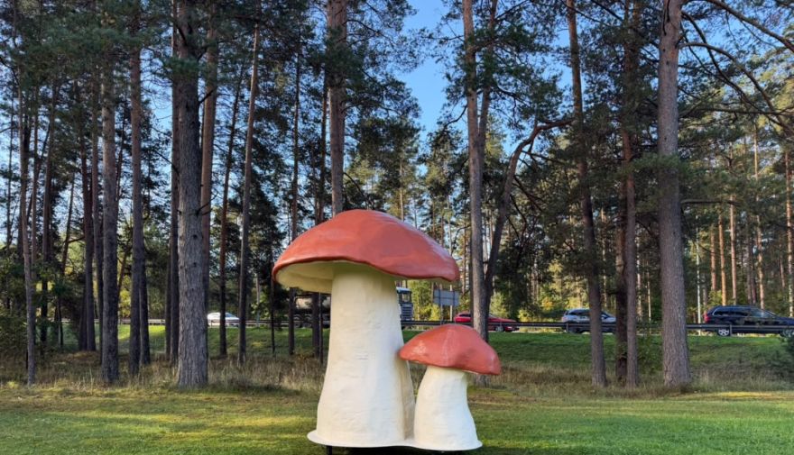 Muceniekos "izaugusi" gigantiska sēne