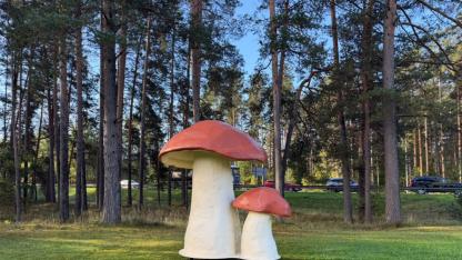 Attēls rakstam: Muceniekos "izaugusi" gigantiska sēne