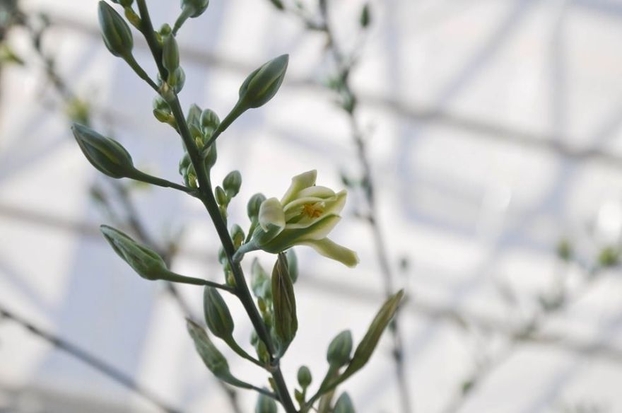 Nacionālajā botāniskajā dārzā Salaspilī top vides izglītības un informācijas centrs "Botania"