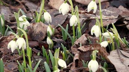 Attēls rakstam: Nākamā nedēļa sāksies ar mākoņainu laiku