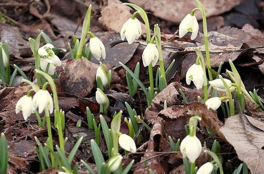 Nākamā nedēļa sāksies ar mākoņainu laiku