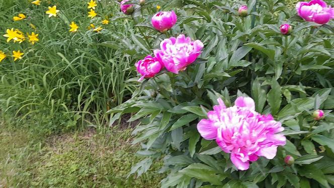 Attēls rakstam: Nākamās nedēļas sākums būs mākoņains un lietains, bet pēc tam laikapstākļi uzlabosies