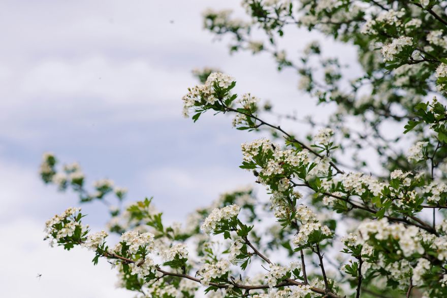 Nedēļa iesāksies ar saulainu dienu