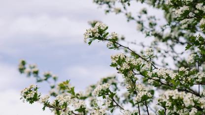 Attēls rakstam: Nedēļa iesāksies ar saulainu dienu