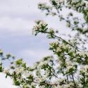 Attēls rakstam: Nedēļa iesāksies ar saulainu dienu