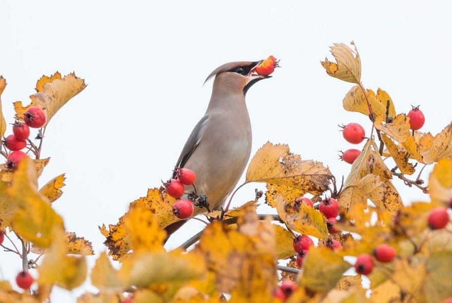 Nedēļas nogalē norisināsies Eiropas putnu vērošanas dienas rudenī