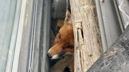Attēls rakstam: Neparasts izsaukums Ādažos — privātmājas pagalmā iesprūdusi lapsa