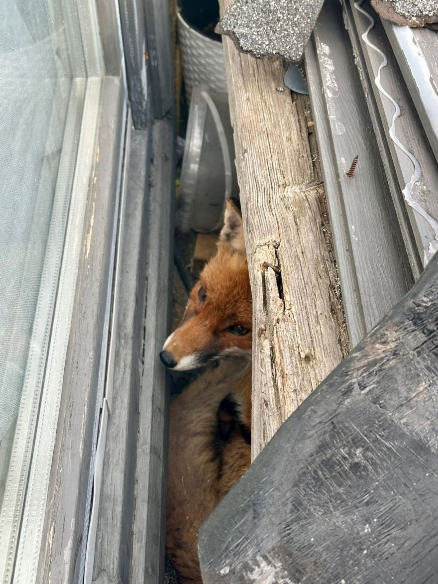 Neparasts izsaukums Ādažos — privātmājas pagalmā iesprūdusi lapsa