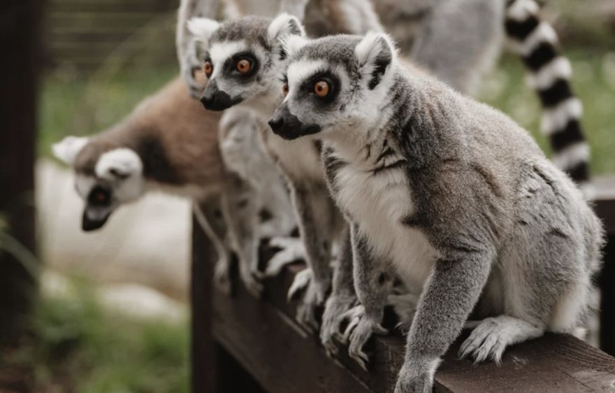 Nepatīkams incidents un pamatīgs izbīlis piedzīvots "Sigulda zoo" - lemūrs iekodis bērnam