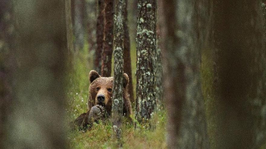 Attēls rakstam: "Netracinām viņus, un viņi netracinās mūs!" Iedzīvotāji spriež, ko darīt ar lāčiem Latvijā?
