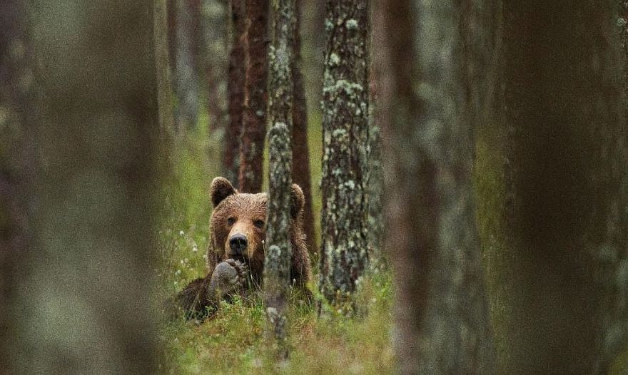 "Netracinām viņus, un viņi netracinās mūs!" Iedzīvotāji spriež, ko darīt ar lāčiem Latvijā?