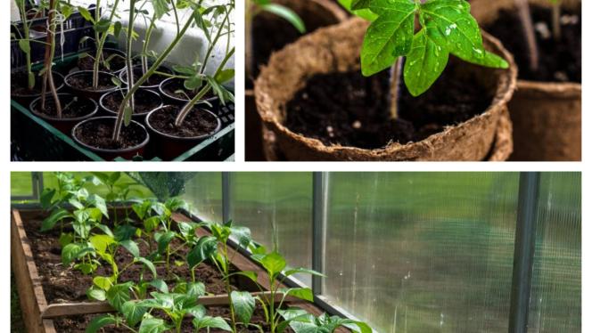 Attēls rakstam: No dažām sēklām līdz pilnam dārzam — kā to izdarīt uz savas palodzes