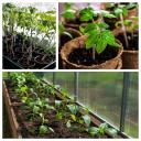 Attēls rakstam: No dažām sēklām līdz pilnam dārzam — kā to izdarīt uz savas palodzes