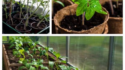 Attēls rakstam: No dažām sēklām līdz pilnam dārzam — kā to izdarīt uz savas palodzes