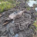 Attēls rakstam: No Krievijas ielidojušais drons Krāslavas novadā eksplodējis kilometra attālumā no Svariņu pagasta centra (+foto)