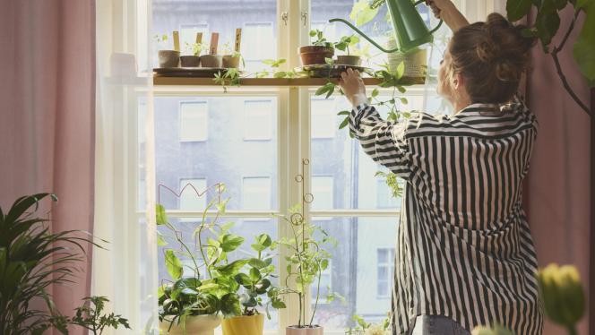 Attēls rakstam: No palodzēm līdz plauktiem — kā pavasara stādus skaisti iekļaut mājokļa interjerā