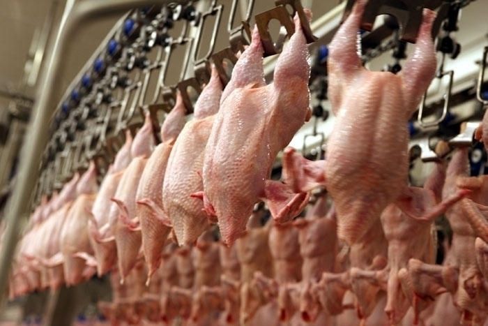 No Polijas piegādātajā putnu gaļas produkcijā konstatētas salmonellas (papildināta)