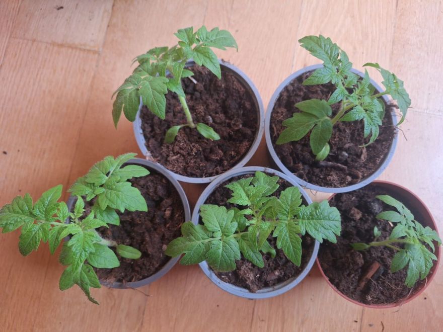 No zaru zāģēšanas līdz tomātu sēšanai – kā cilvēki gatavojas dārza sezonai