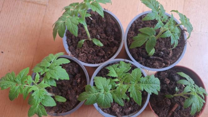 Attēls rakstam: No zaru zāģēšanas līdz tomātu sēšanai – kā cilvēki gatavojas dārza sezonai