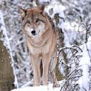 Attēls rakstam: Noslēgusies vilku medību sezona