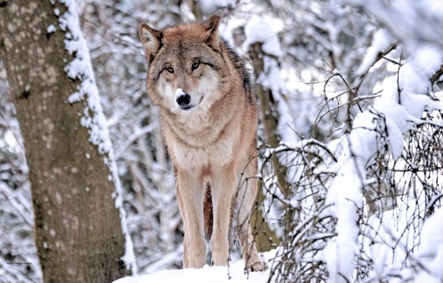 Noslēgusies vilku medību sezona