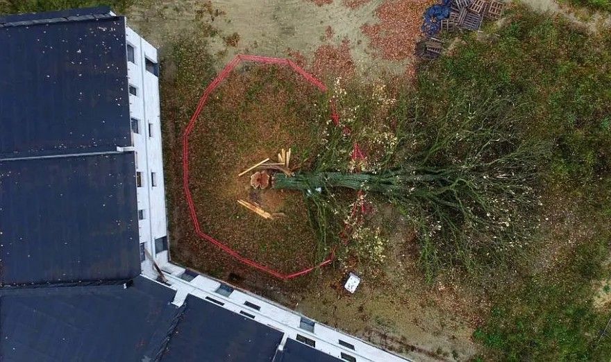 Nozāģētais Mārupes dižozols joprojām aizsargājams — tiesa neatļauj stumbra aizvākšanu