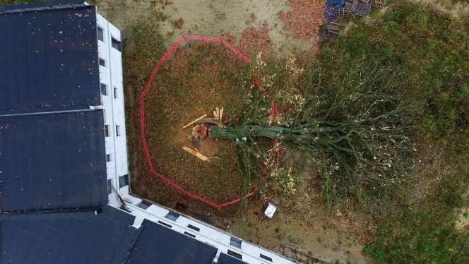Attēls rakstam: Nozāģētais Mārupes dižozols joprojām aizsargājams — tiesa neatļauj stumbra aizvākšanu