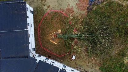 Attēls rakstam: Nozāģētais Mārupes dižozols joprojām aizsargājams — tiesa neatļauj stumbra aizvākšanu