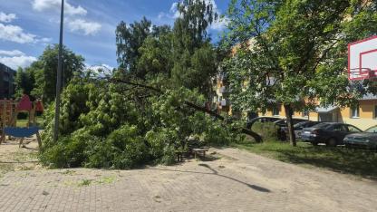 Attēls rakstam: Olainē negaisa laikā nogāzies koks, taču to pagaidām neaiztiks. Kāpēc?