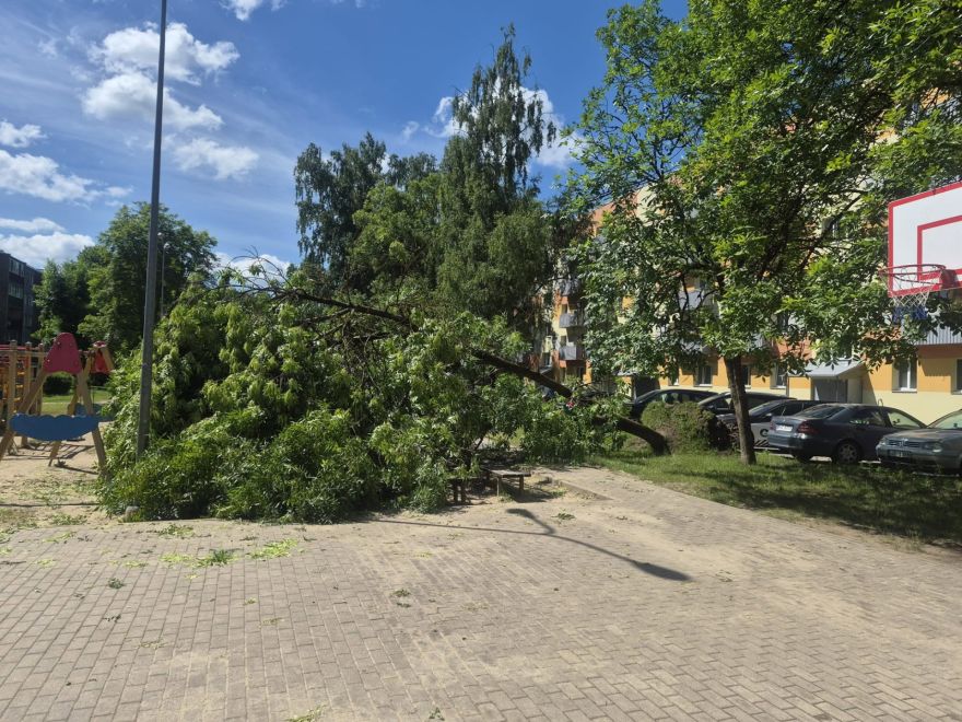 Olainē negaisa laikā nogāzies koks, taču to pagaidām neaiztiks. Kāpēc?
