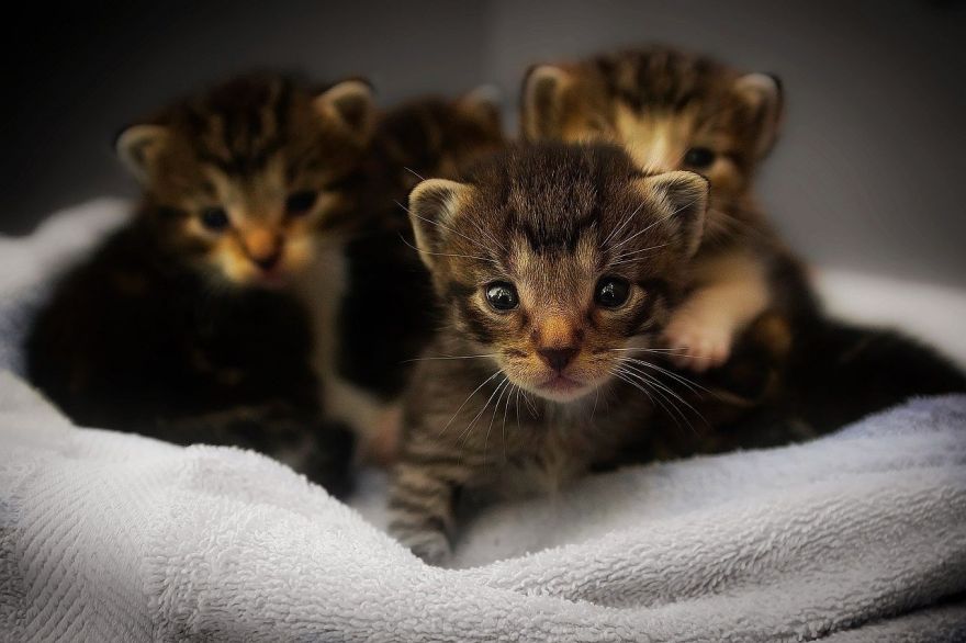 Organizācijas aicina svētkos dzīvniekus dāvināt atbildīgi