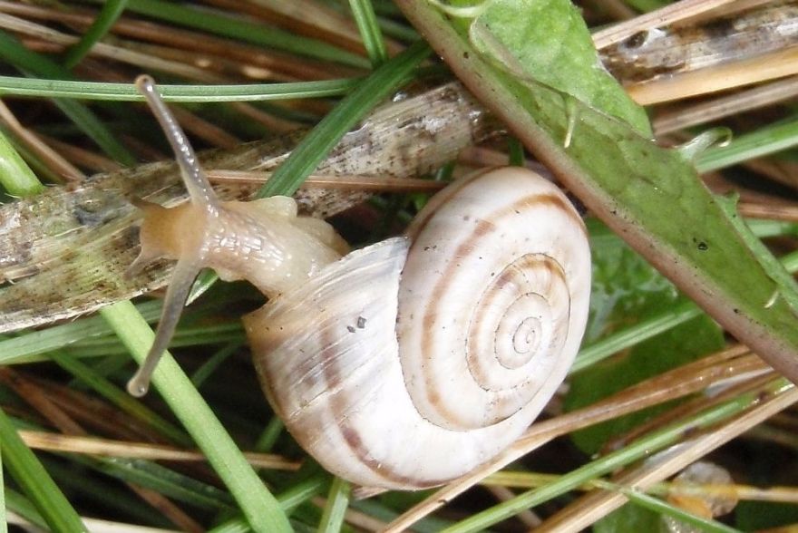 Par 2025.gada gliemezi izvēlēts baltais vīngliemezis