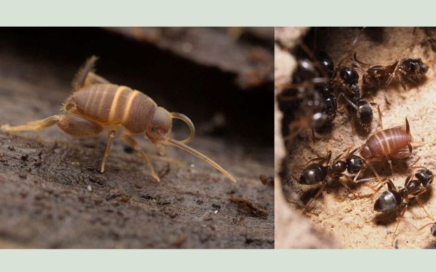 Par gada kukaini izvelēts Latvijā nesen atklātais skudru circenītis