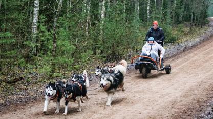 Attēls rakstam: Par izglābtiem suņiem un kamanu sportu