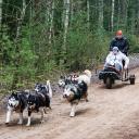 Attēls rakstam: Par izglābtiem suņiem un kamanu sportu