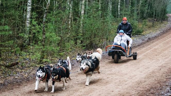 Attēls rakstam: Par izglābtiem suņiem un kamanu sportu