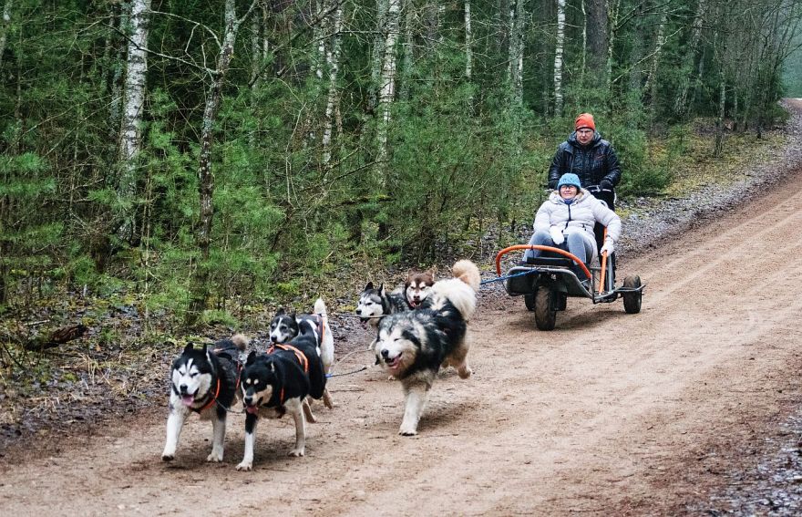 Par izglābtiem suņiem un kamanu sportu