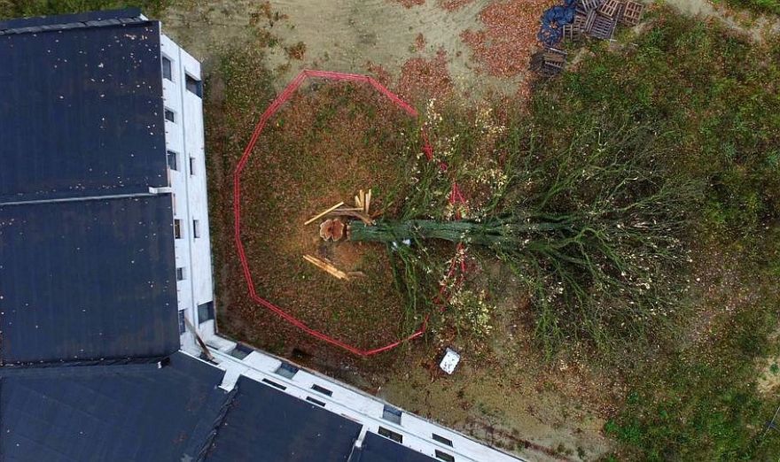 Par Mārupes dižozola nozāģēšanu vīrietim piespriež divu gadu probācijas uzraudzību un pienākumu atlīdzināt 27 500 eiro