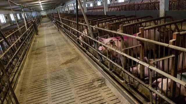 Par pārkāpumiem Allažmuižas cūkaudzētājiem var piemērot naudas sodu un konfiscēt cūkas