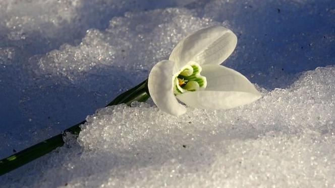 Attēls rakstam: Pārspēti pieci 8. marta siltuma rekordi