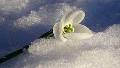 Attēls rakstam: Pārspēti pieci 8. marta siltuma rekordi