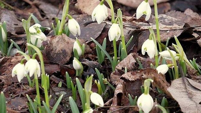 Attēls rakstam: Pārspēts 12. marta siltuma rekords Latvijā