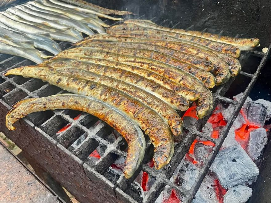 Pāvilostā tradicionālo reņģi izkonkurē Sakas nēģi