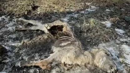 Attēls rakstam: Pēc masveida taurgovju bojāejas infekcijas nekonstatē, bet sākta izmeklēšana