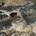 Attēls rakstam: Pēc masveida taurgovju bojāejas infekcijas nekonstatē, bet sākta izmeklēšana